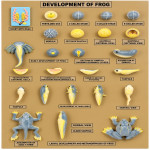 Frog Development Set